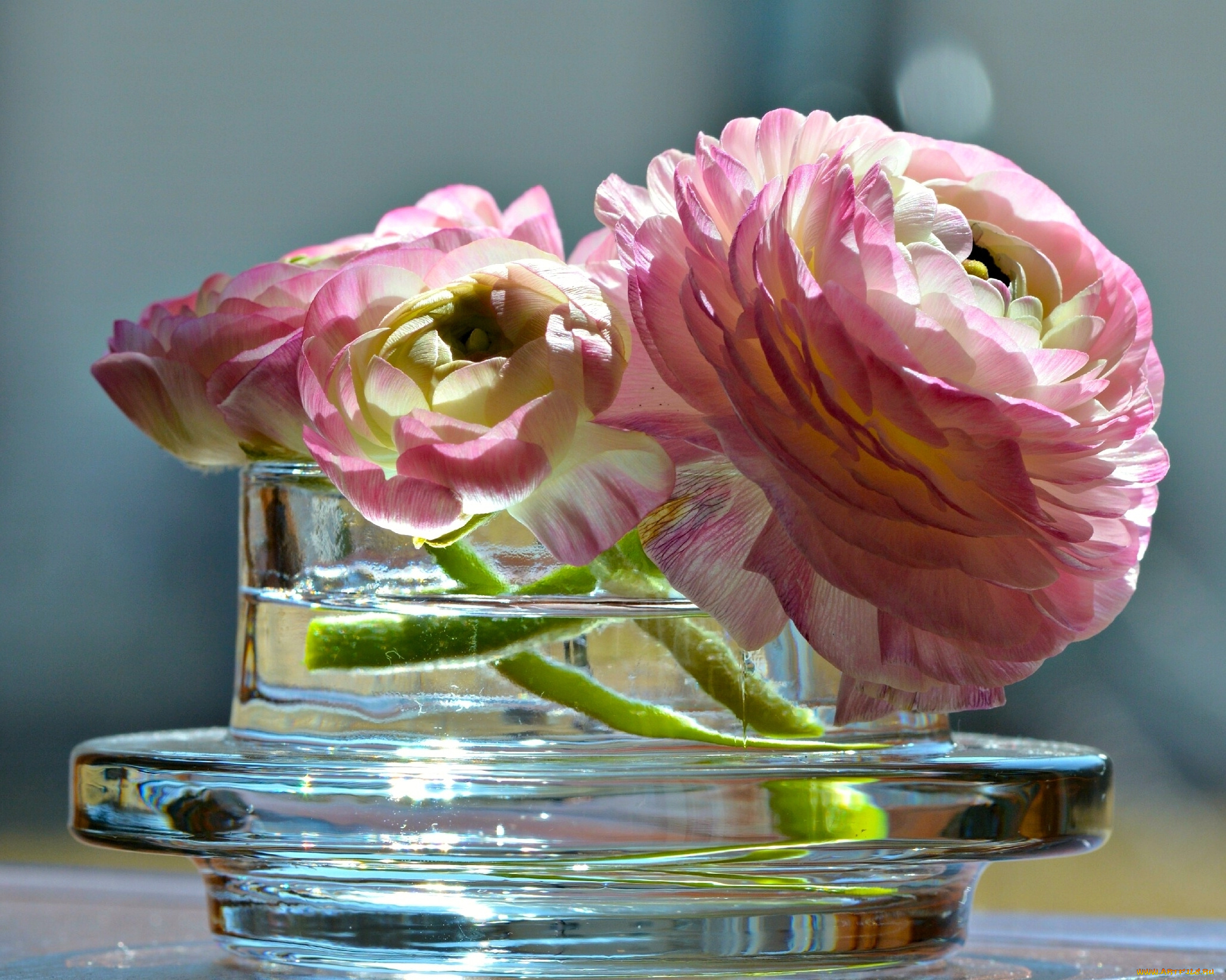 цветы, ранункулюс, , азиатский, лютик, ваза, лютик, азиатский, ранункулюс