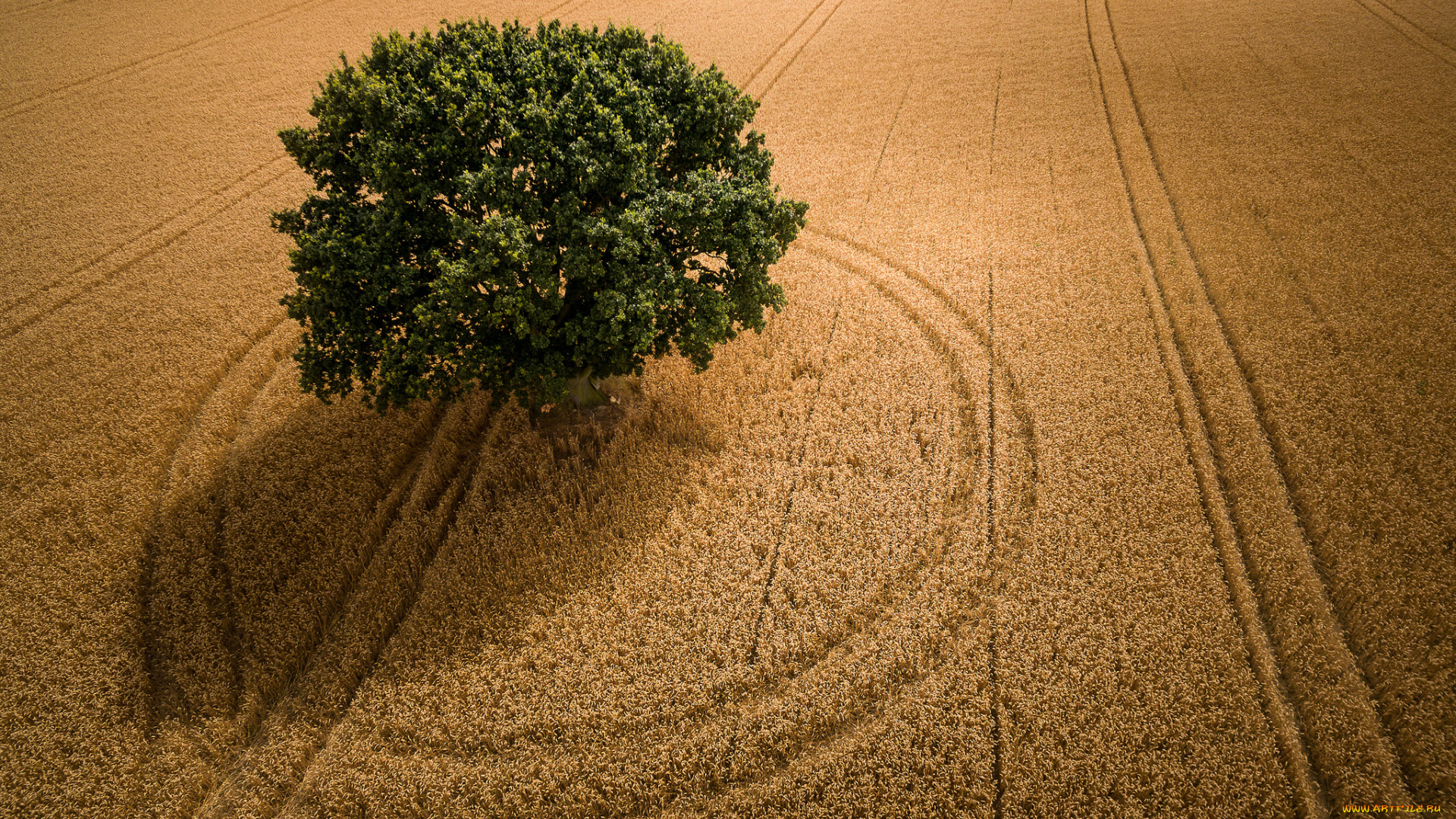 природа, деревья, поле