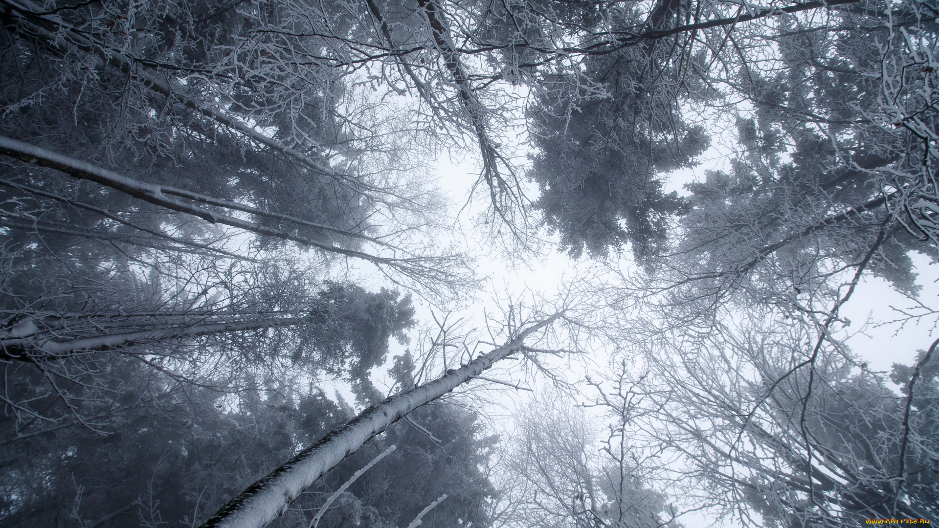 природа, лес, снег, зима, деревья