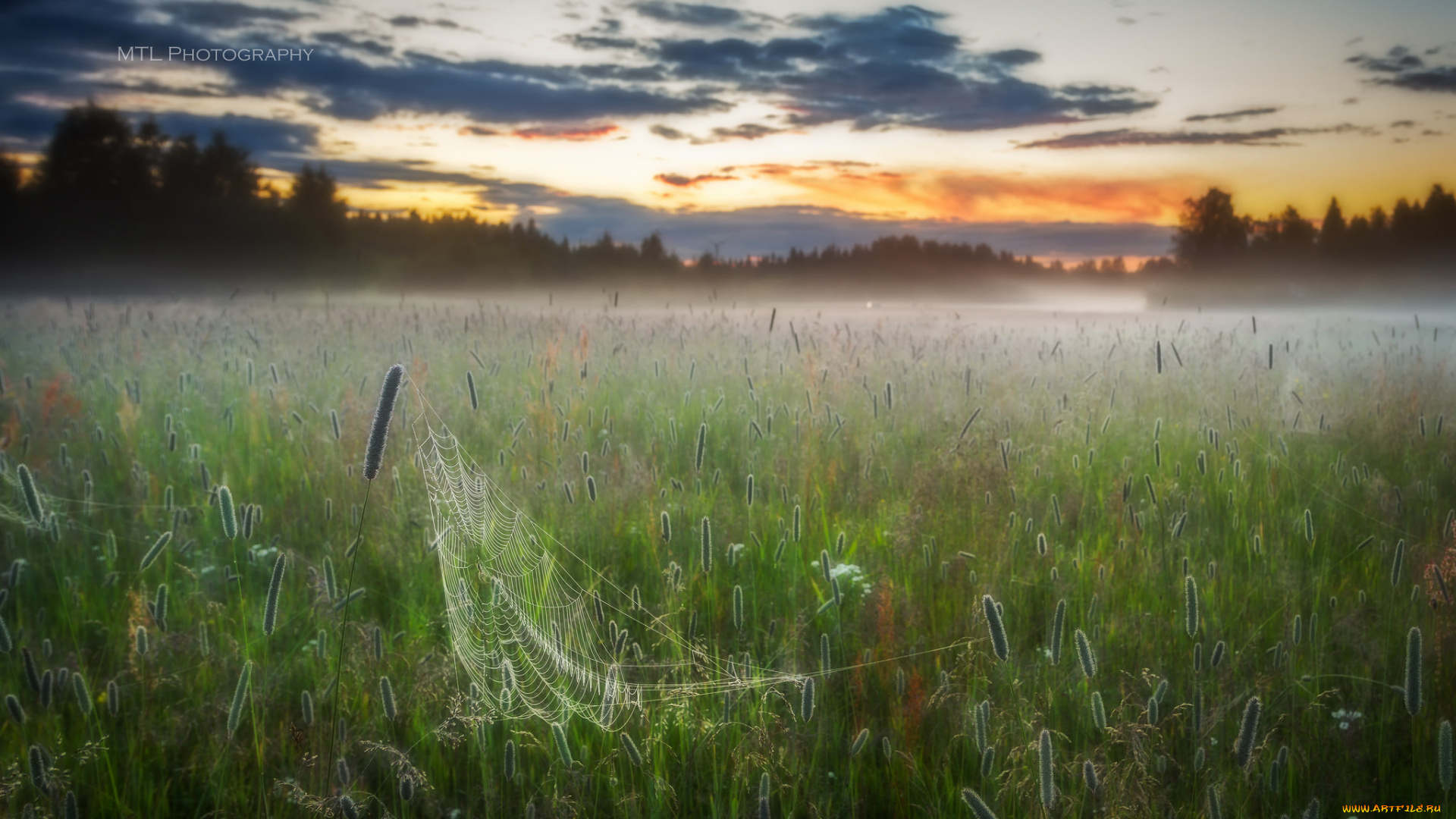 природа, луга, луг, утро