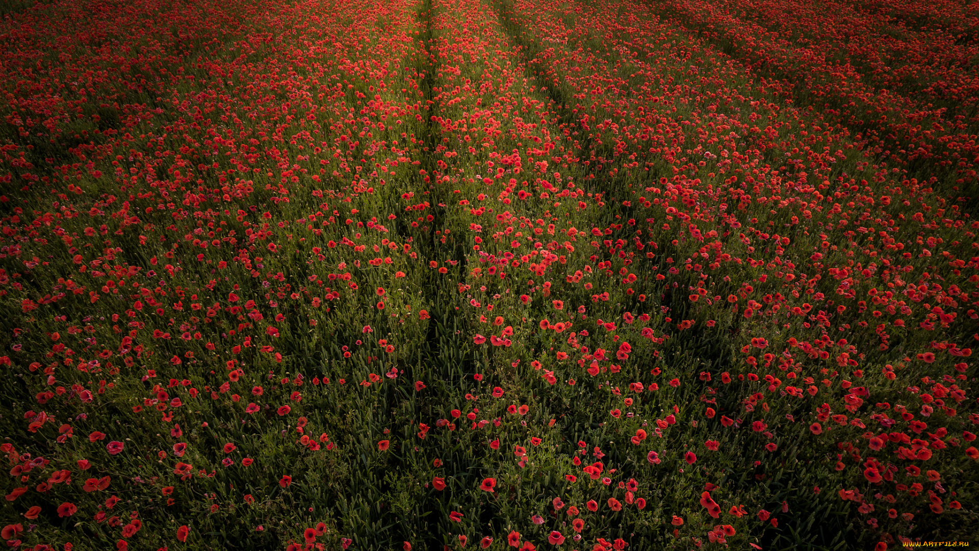 природа, поля, цветы