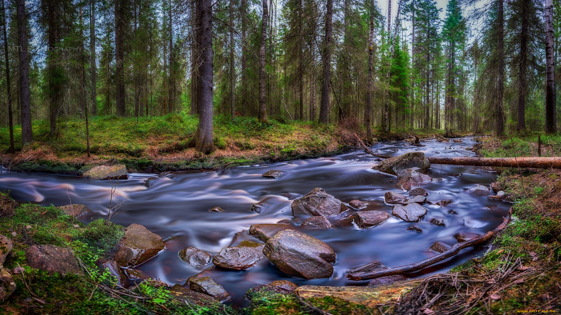 природа, реки, озера, лес, река