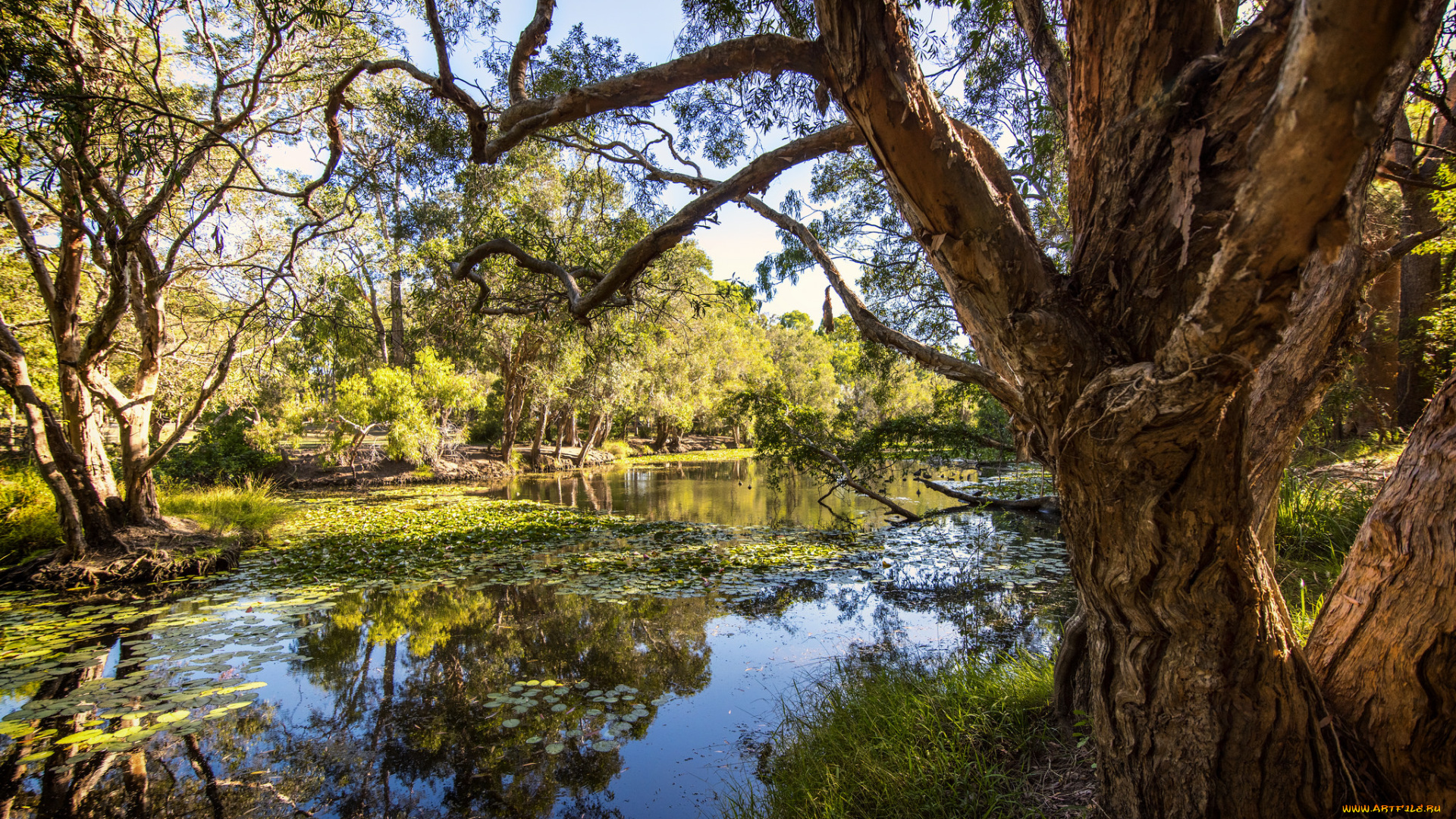 природа, реки, озера, лес, река