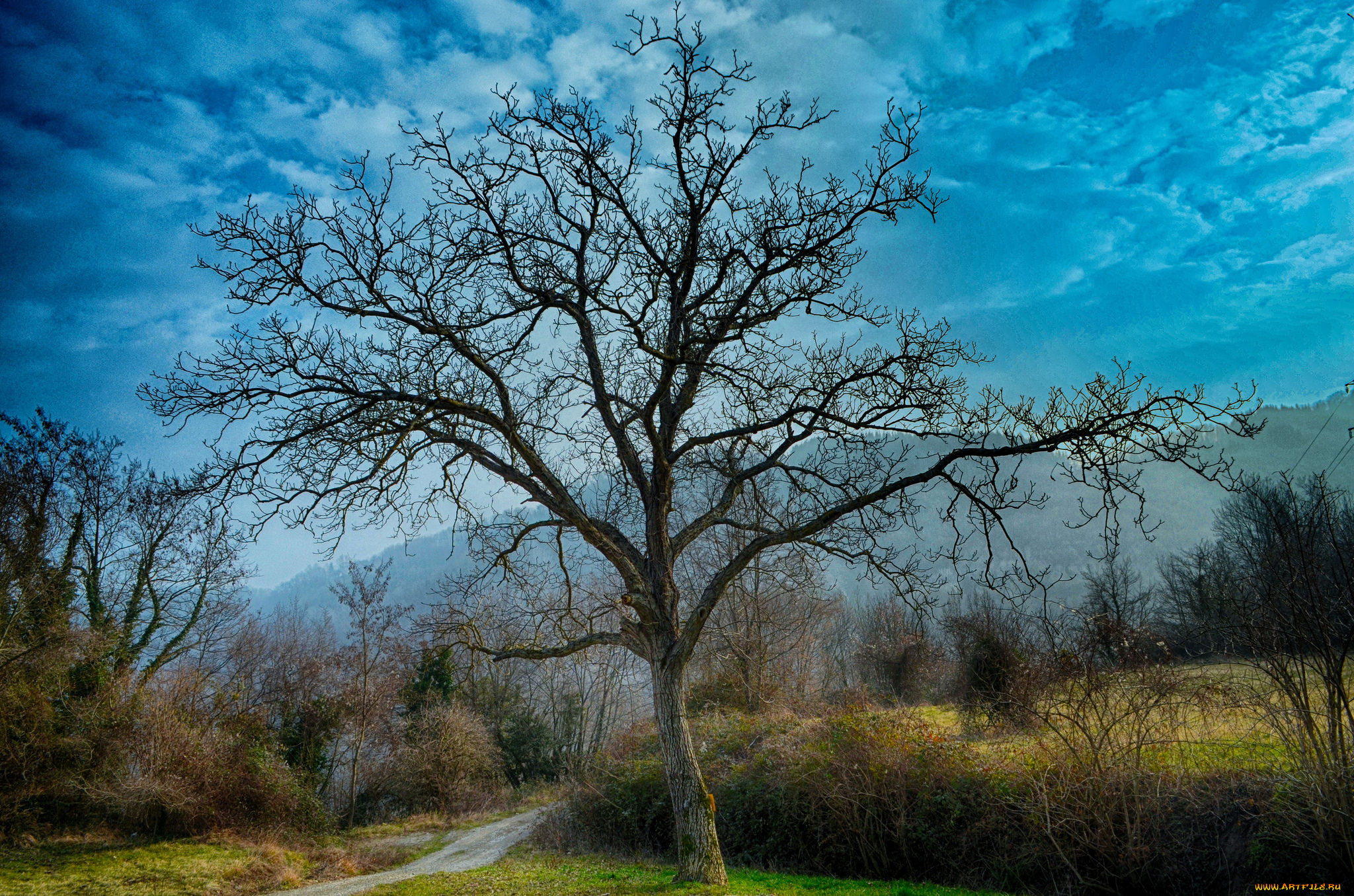 природа, деревья, простор