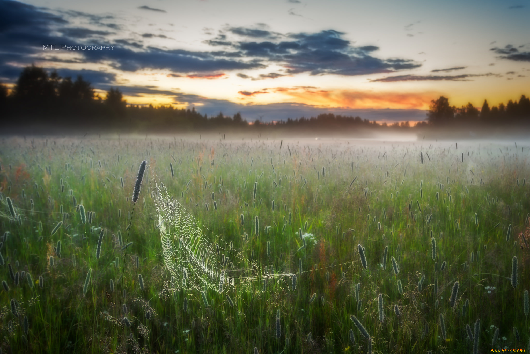 природа, луга, луг, утро