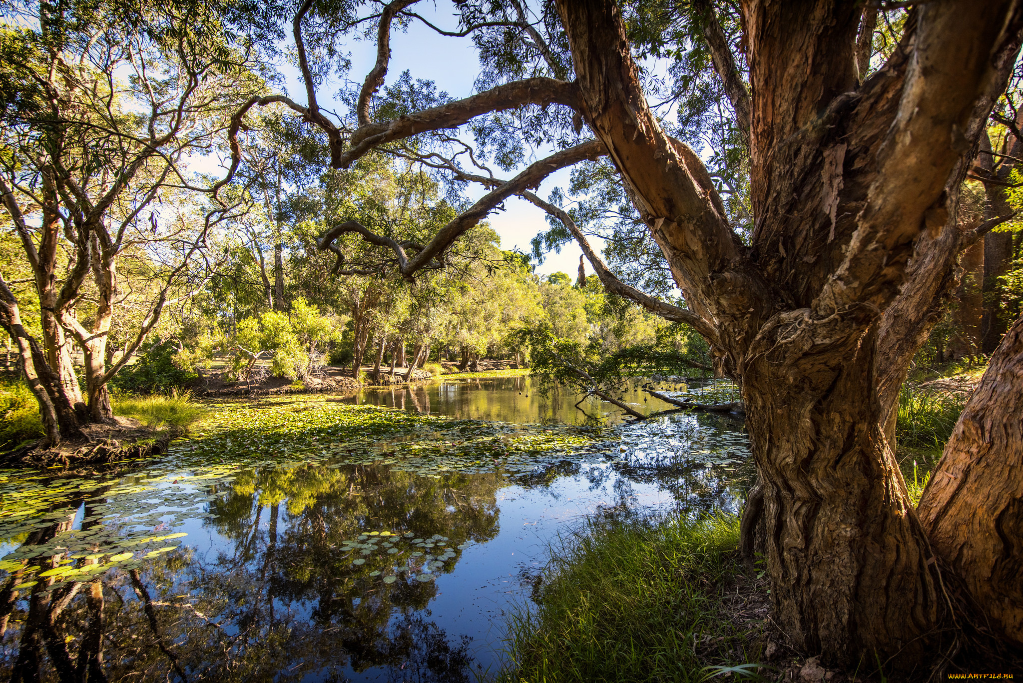 природа, реки, озера, лес, река