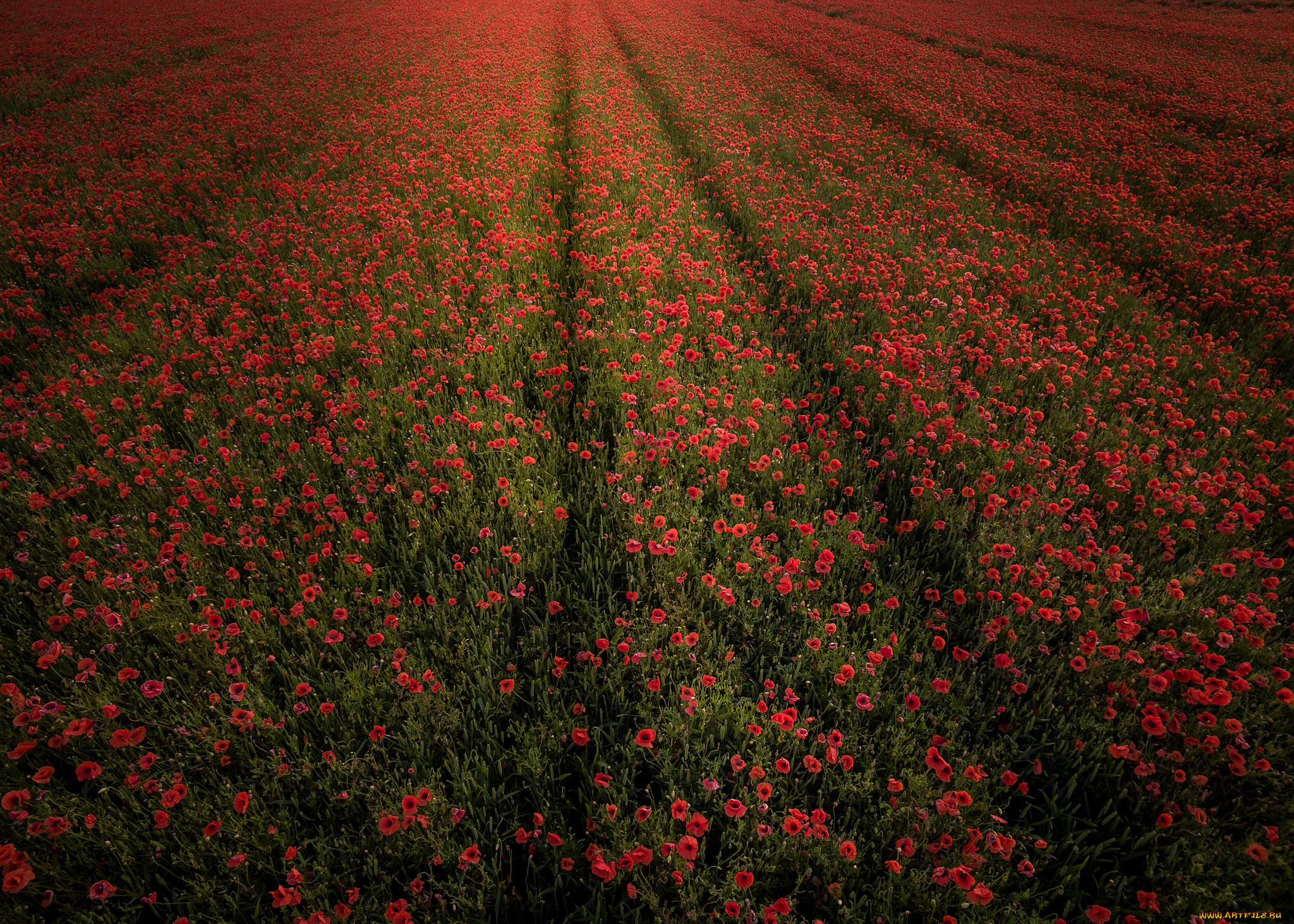 природа, поля, цветы