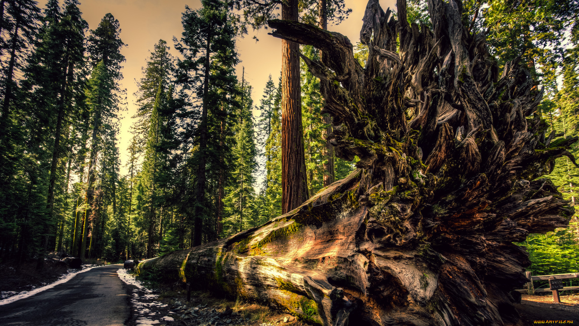 природа, лес, простор