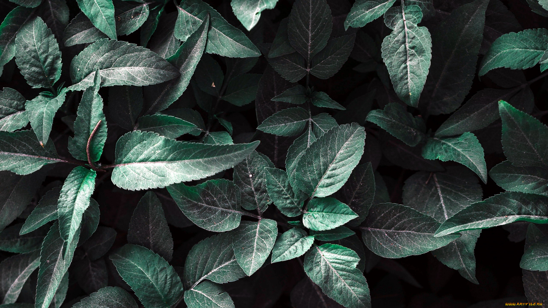 природа, листья