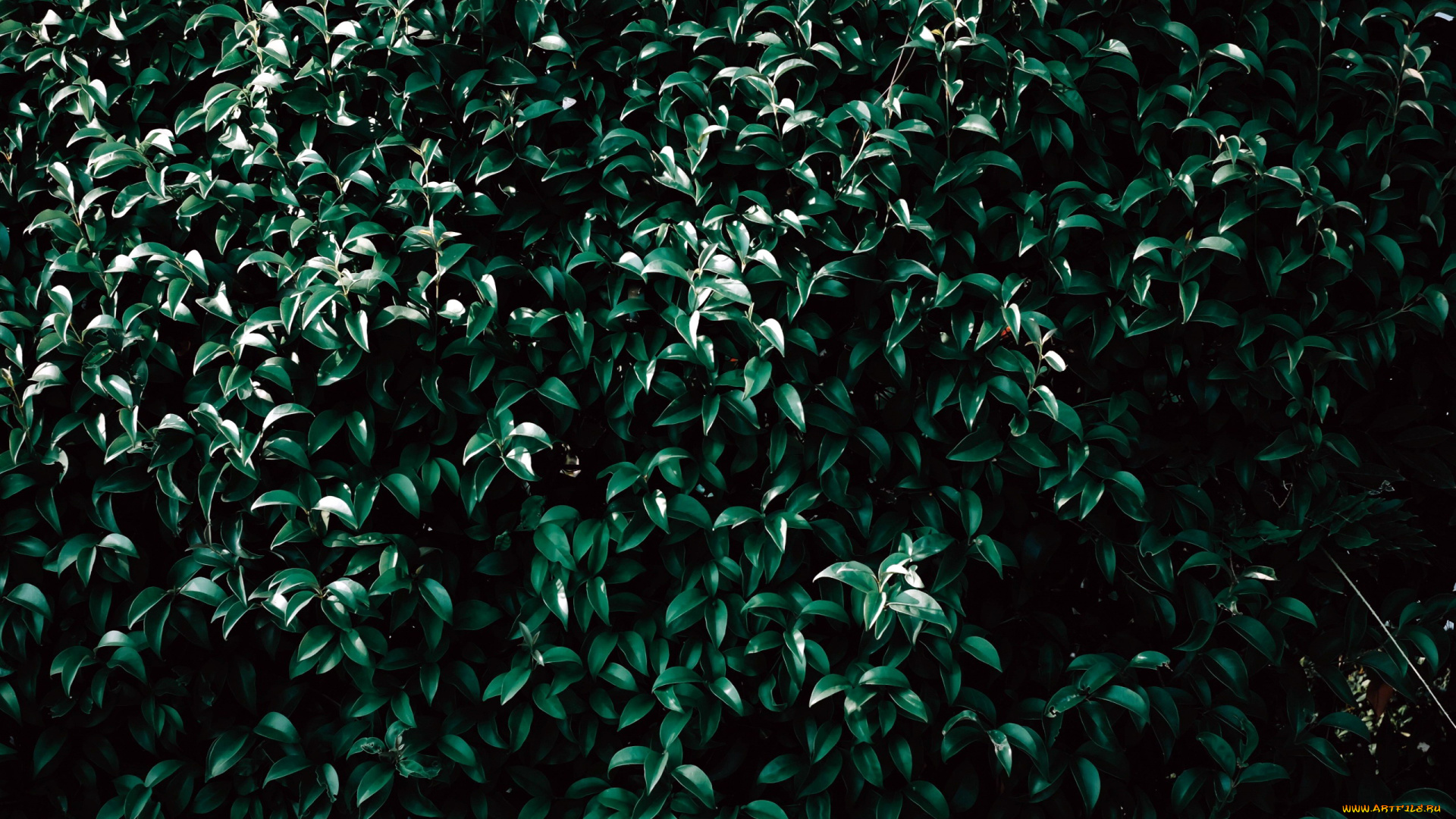 природа, листья, куст