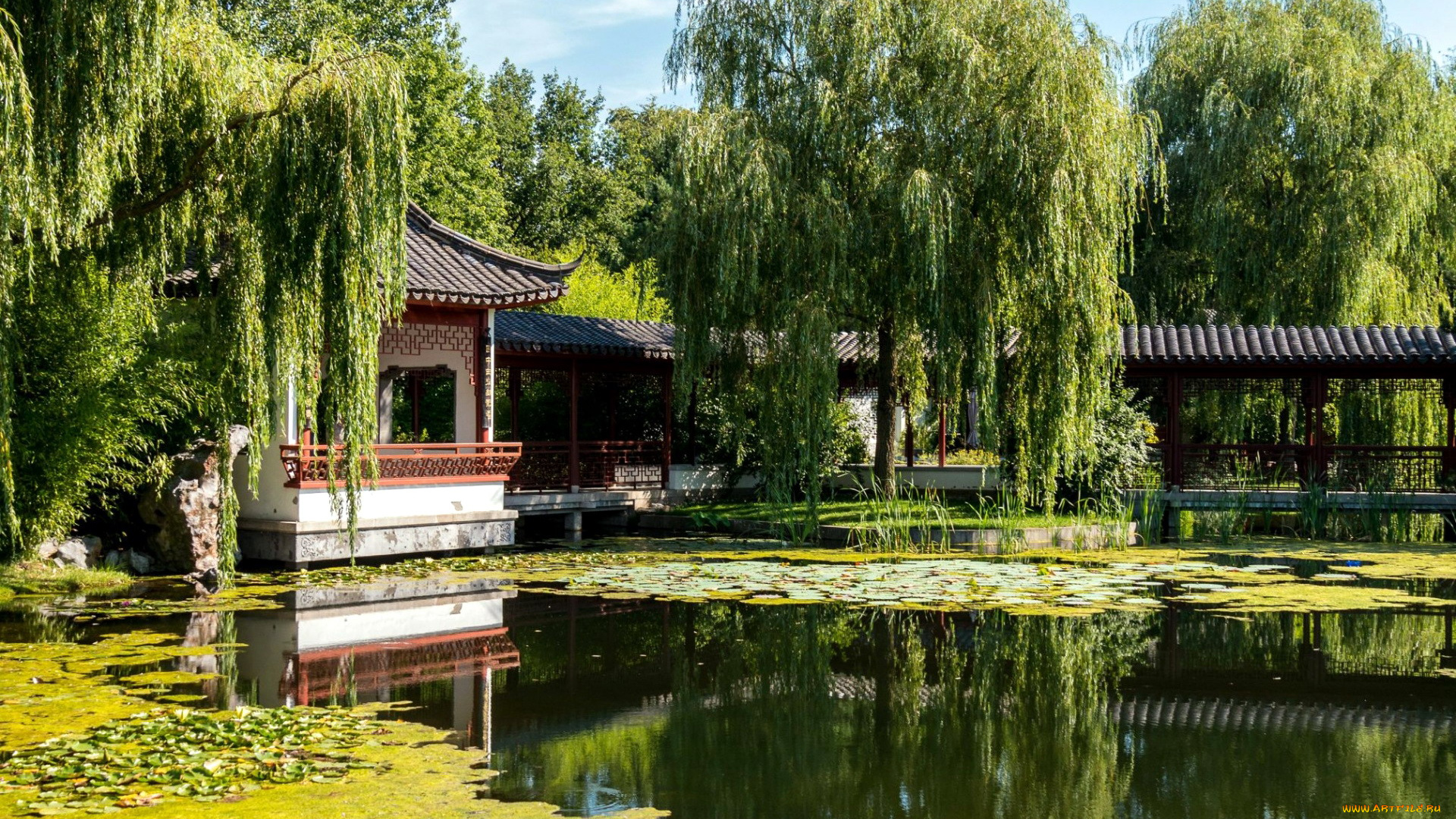 природа, парк, сад, японский