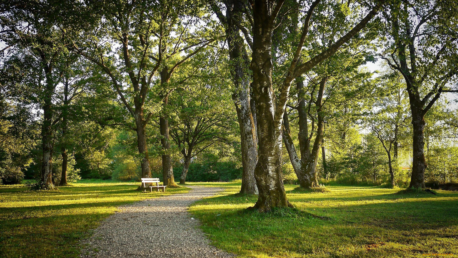 природа, парк, скамейка, аллея