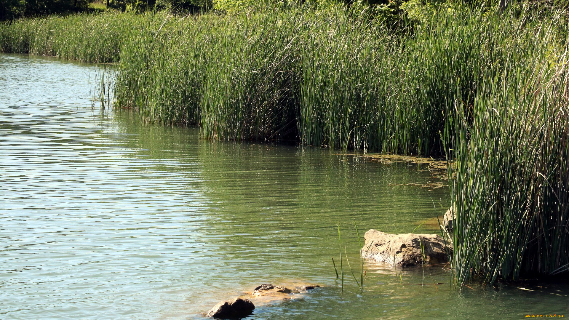 природа, реки, озера, река, вода