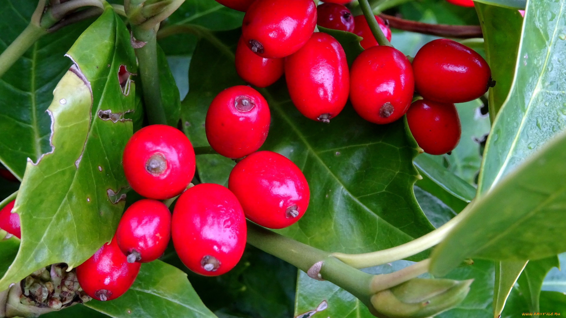 природа, Ягоды, ягоды, красные