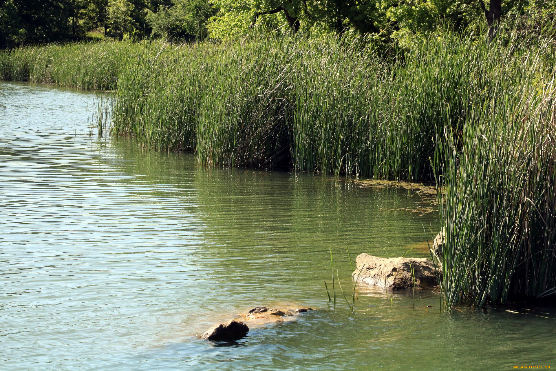 природа, реки, озера, река, вода