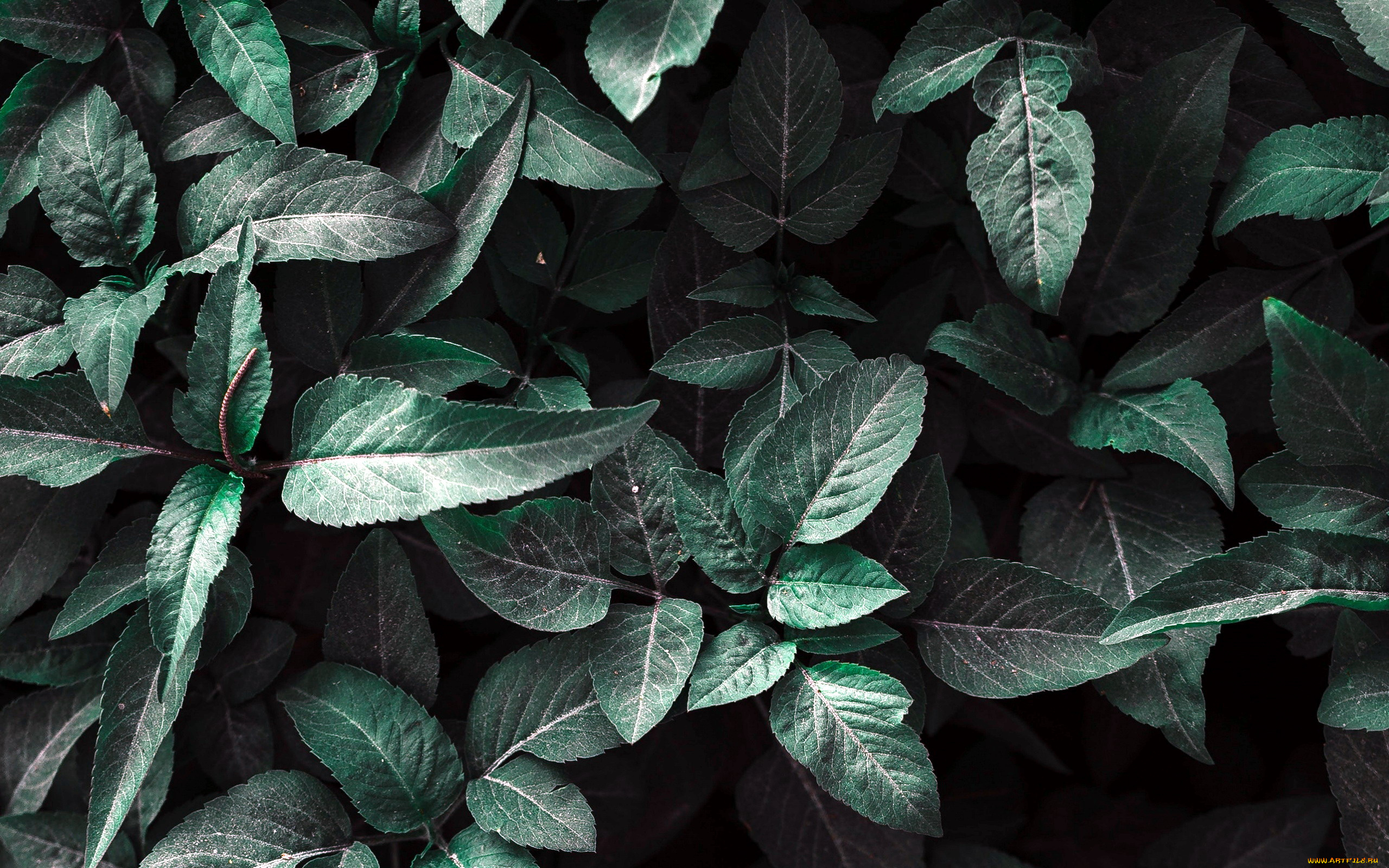 природа, листья