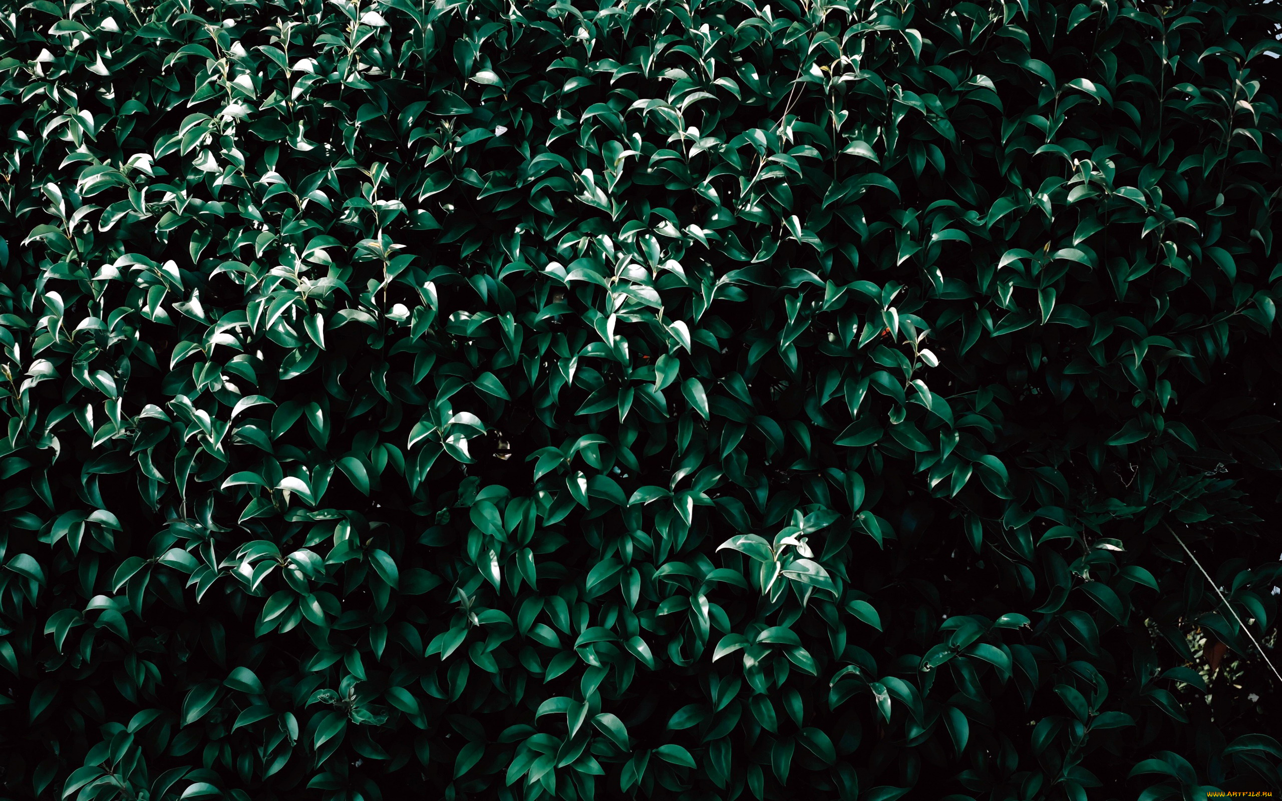 природа, листья, куст