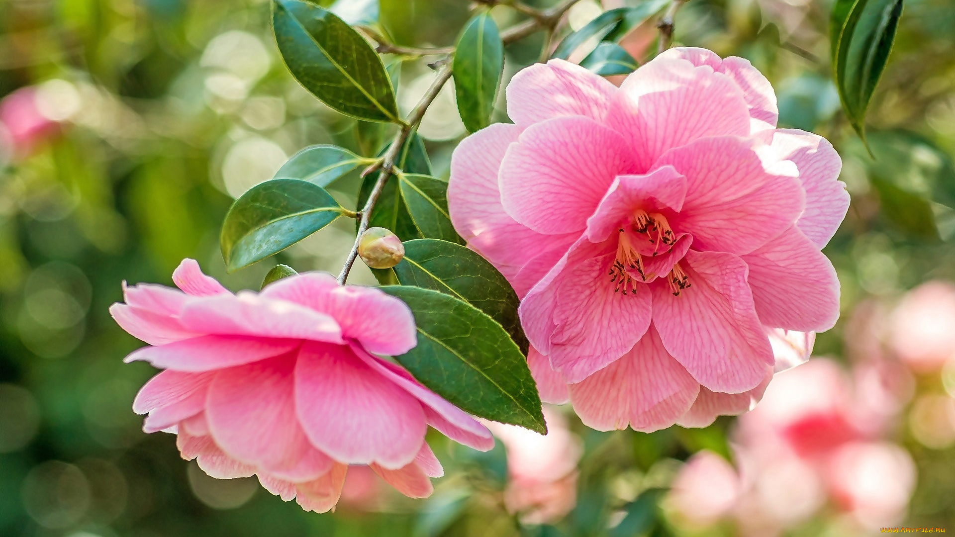 цветы, камелии, розовая, камелия