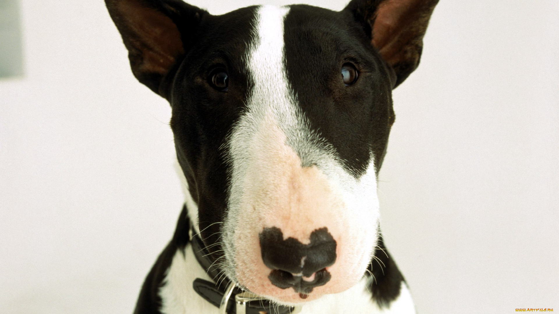 животные, собаки, бультерьер, голова