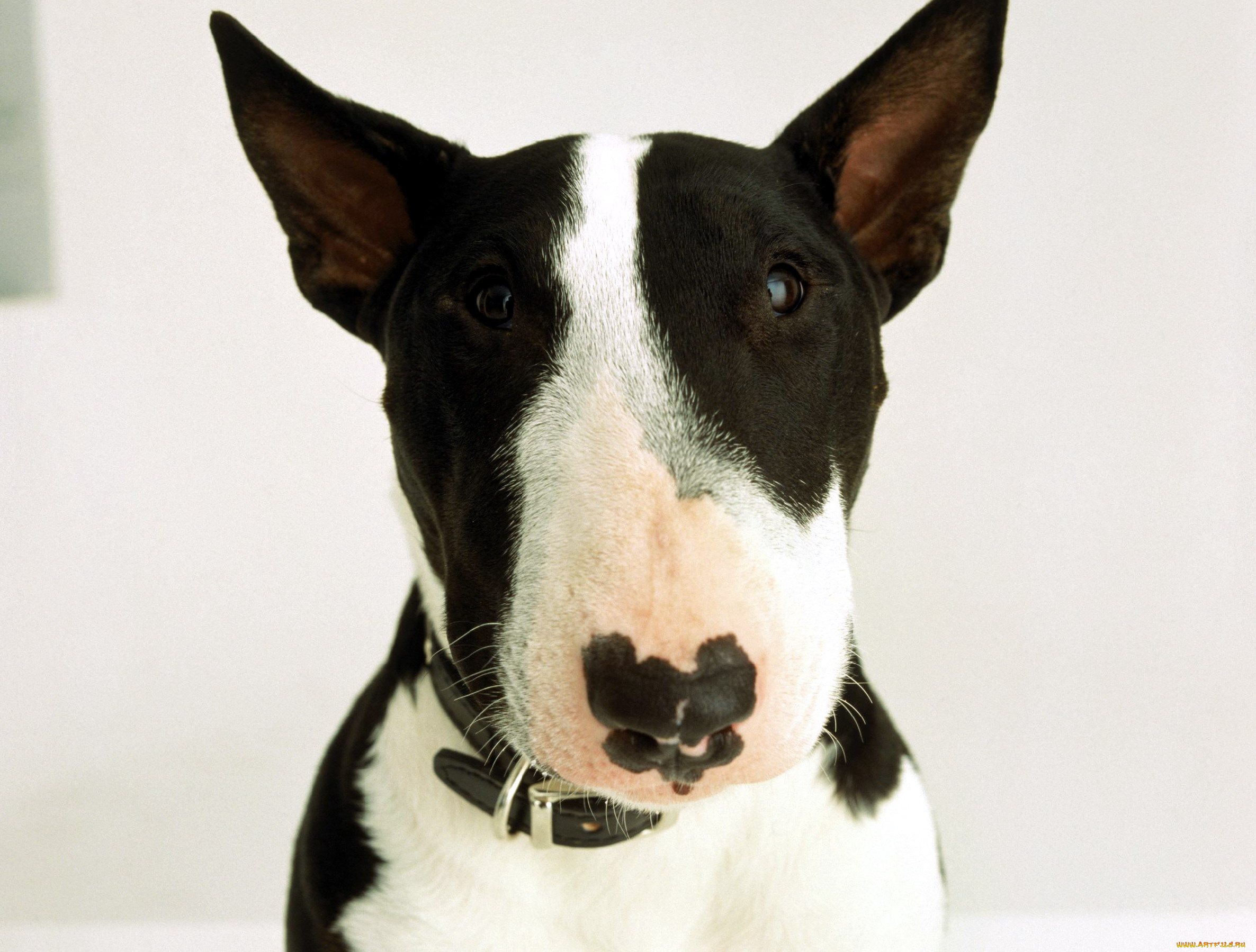 животные, собаки, бультерьер, голова