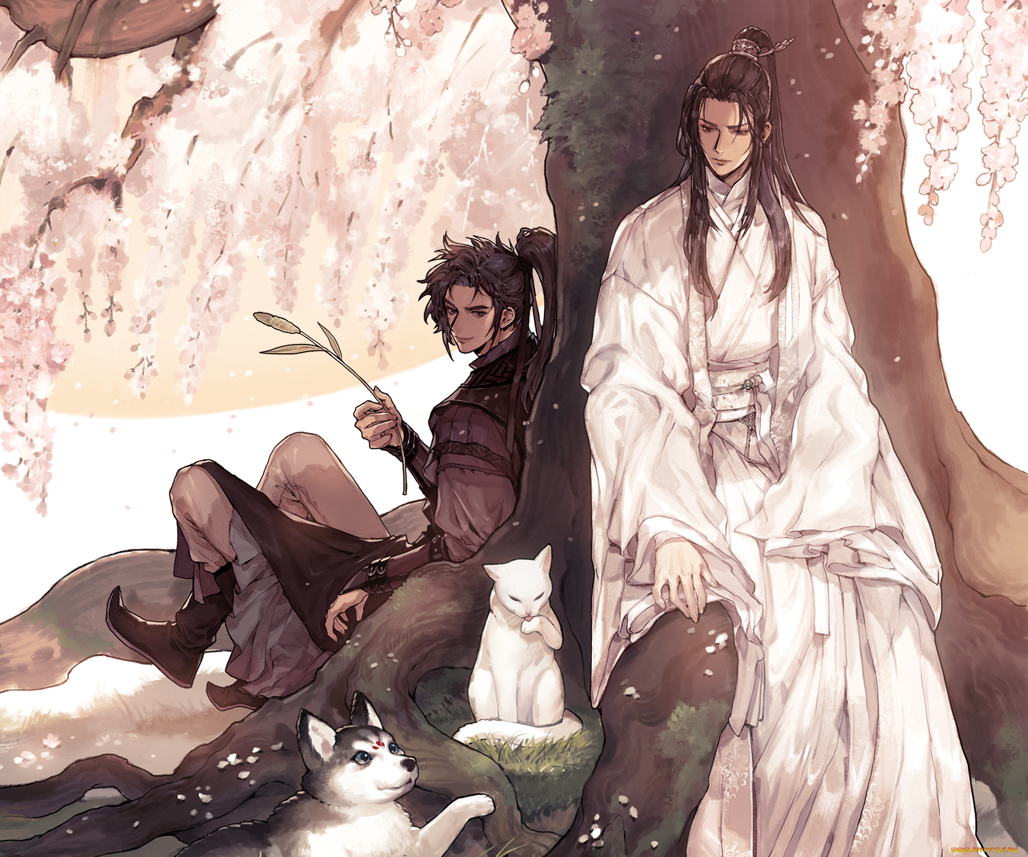 аниме, the, husky, and, his, white, cat, shizun, the, husky, and, his, white, cat, shizun