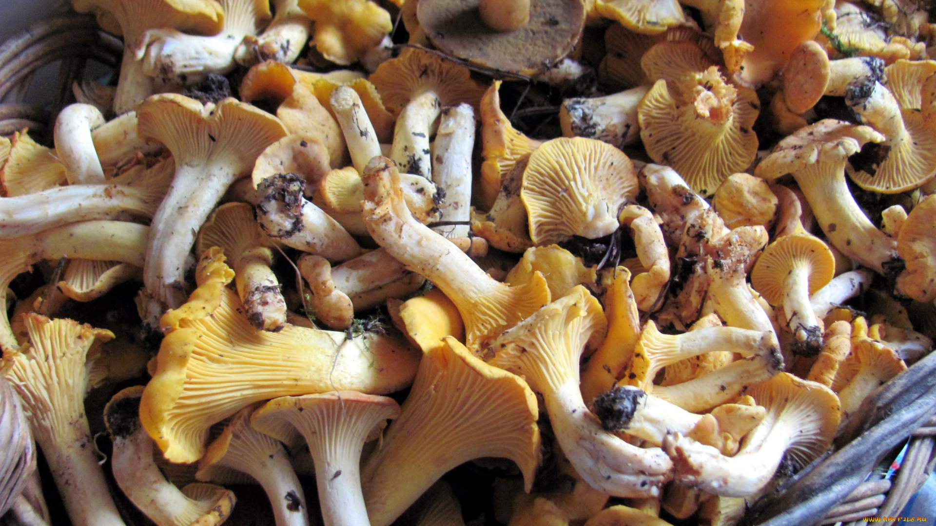 еда, грибы, , грибные, блюда, корзина, свежие, лесные, лисички