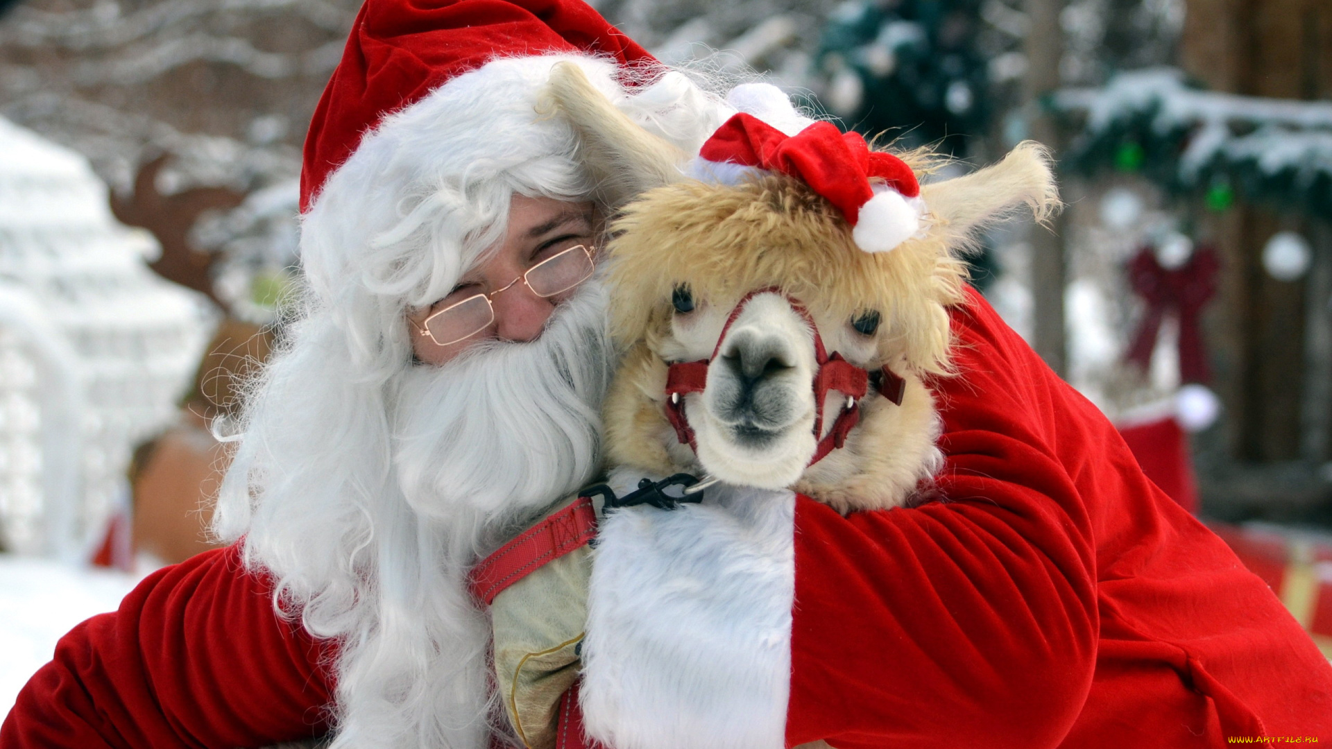 праздничные, дед, мороз, , санта, клаус, санта, альпака