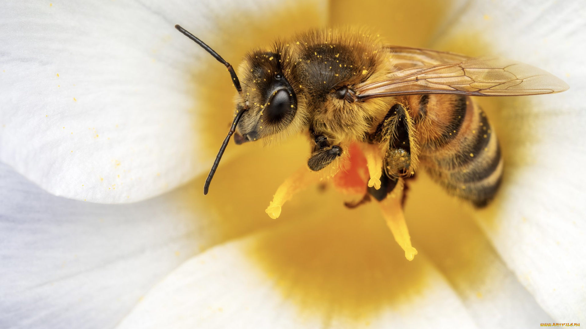 животные, пчелы, , осы, , шмели, пчела