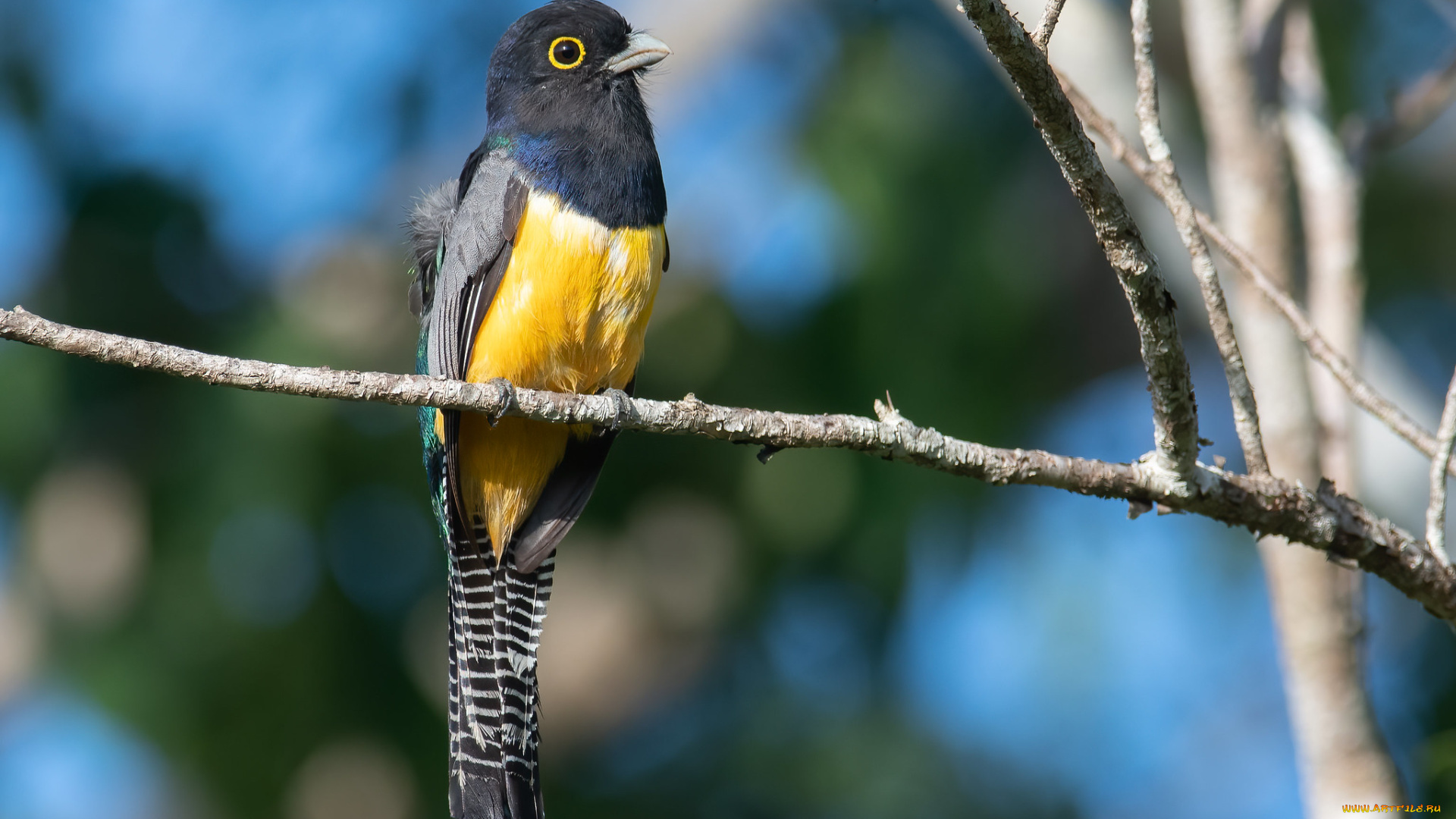 животные, птицы, птица