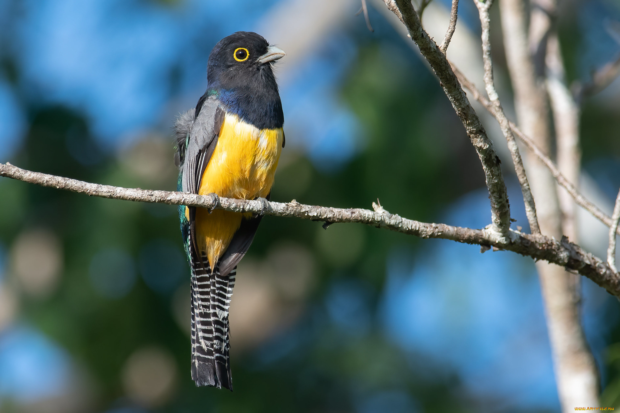 животные, птицы, птица