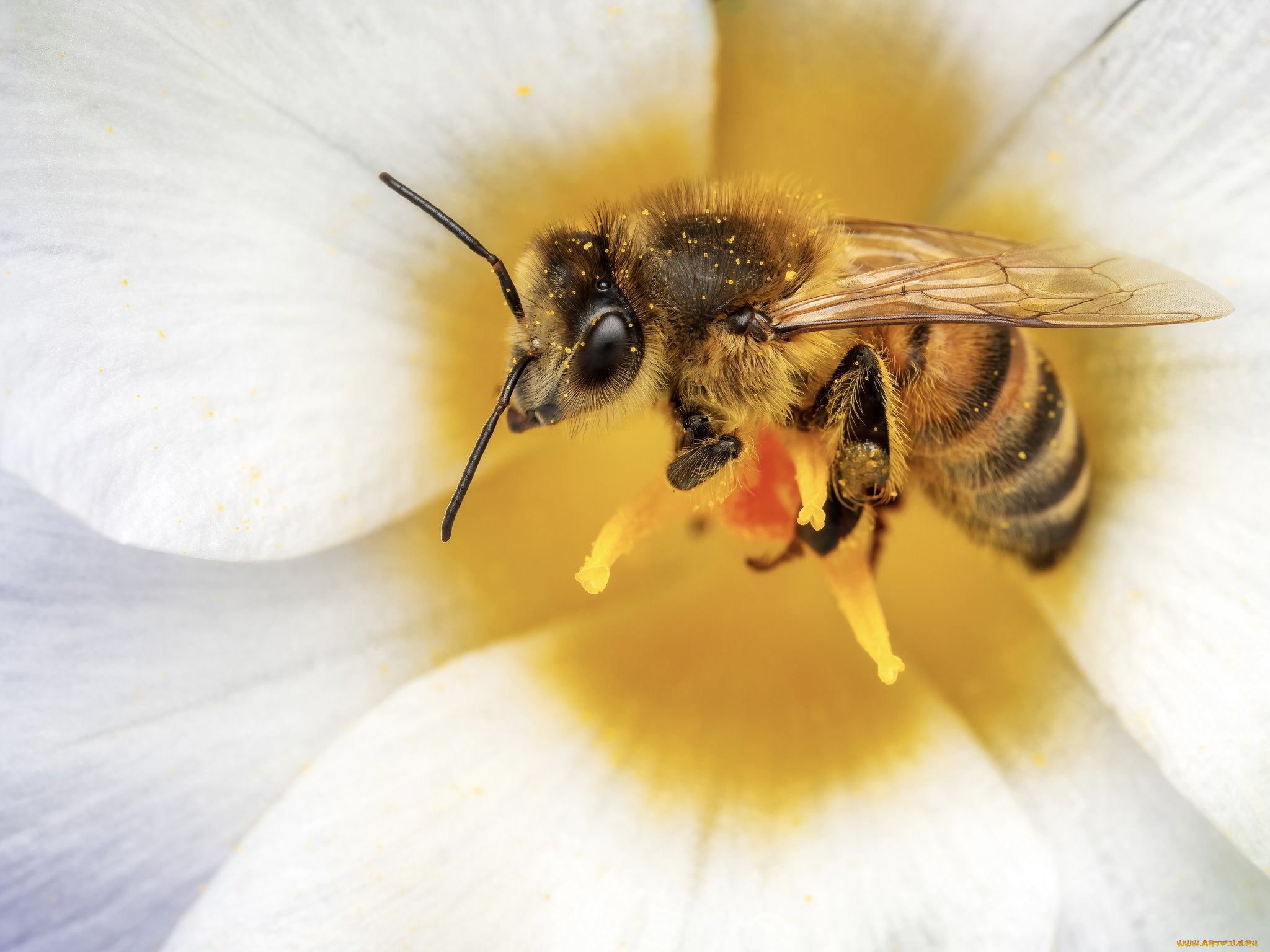 животные, пчелы, , осы, , шмели, пчела