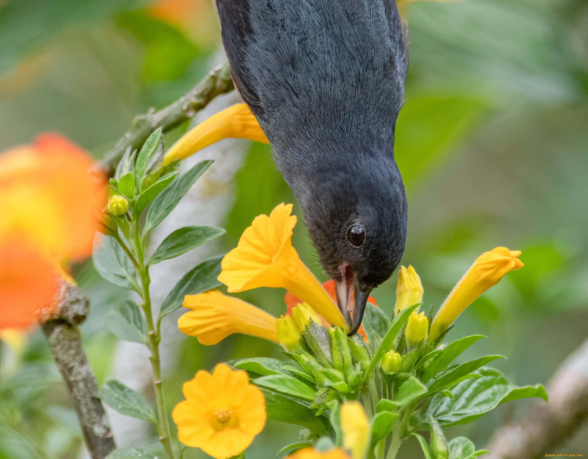 животные, птицы, птица