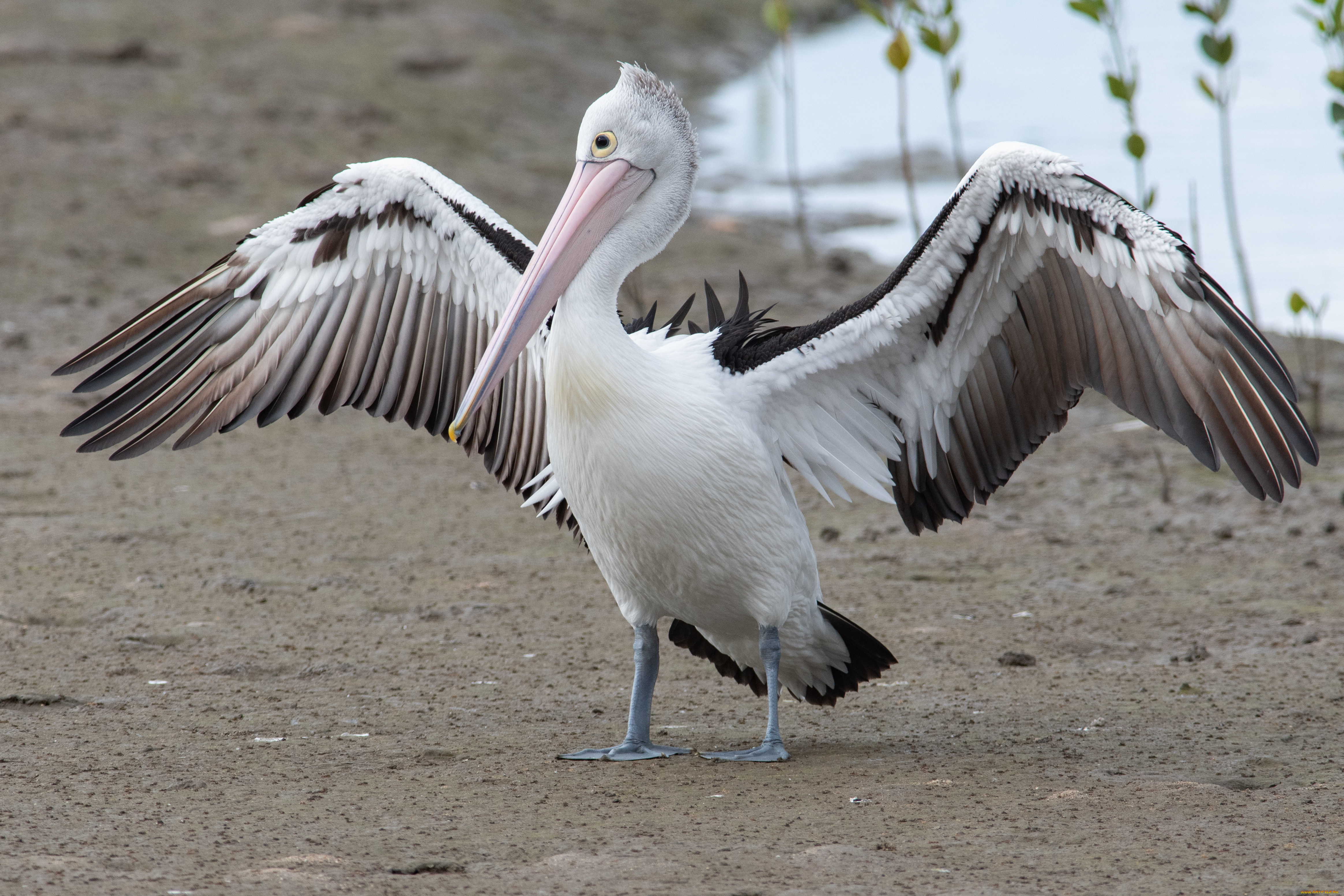 животные, пеликаны, пеликан