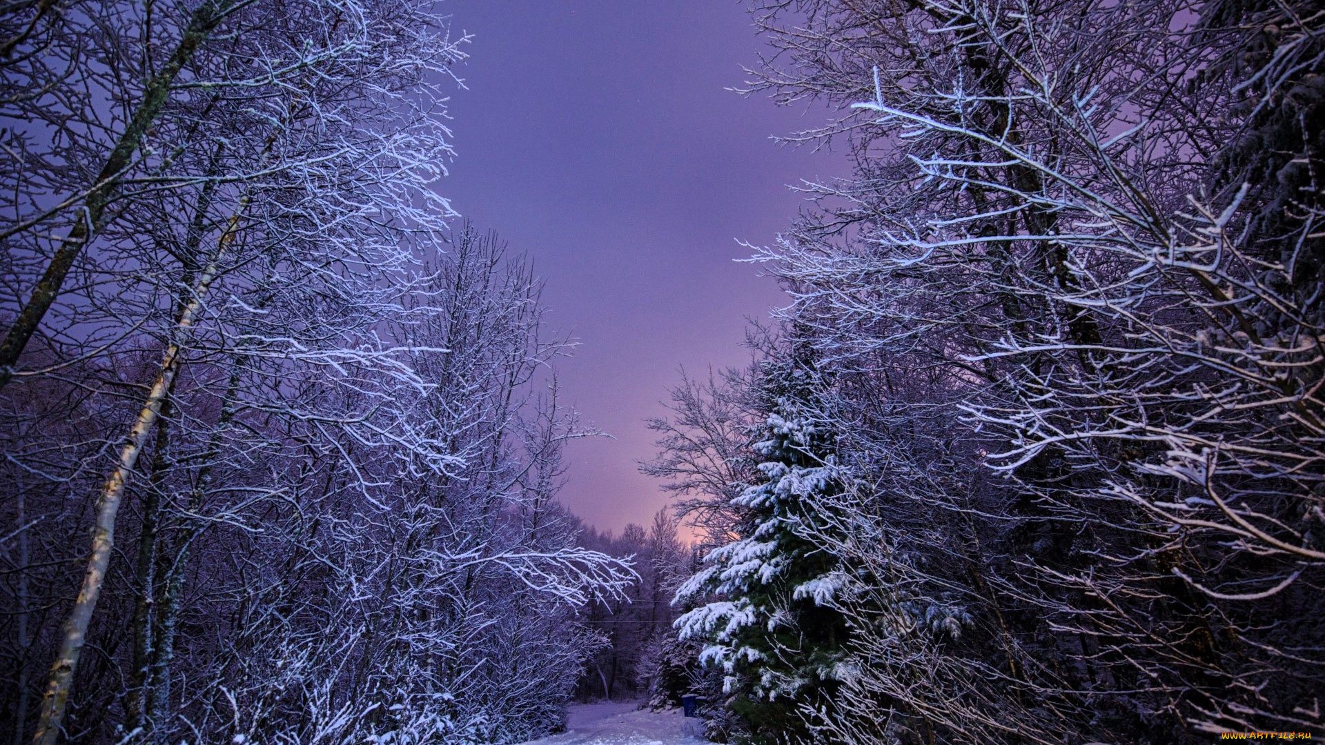 природа, лес, деревья, дорога, снег, зима