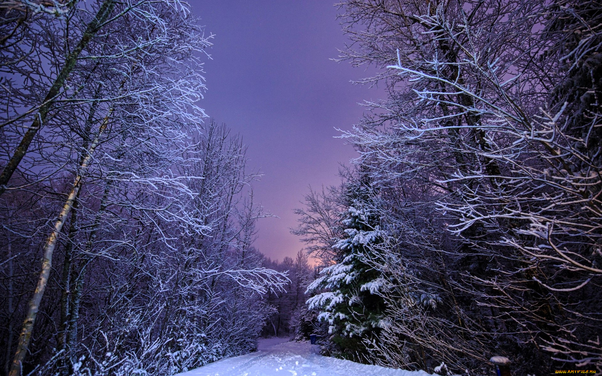 природа, лес, деревья, дорога, снег, зима