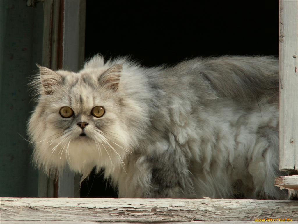 животные, коты