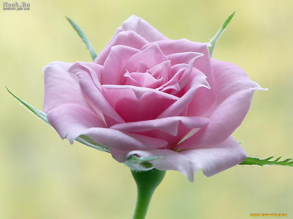 цветы, розы