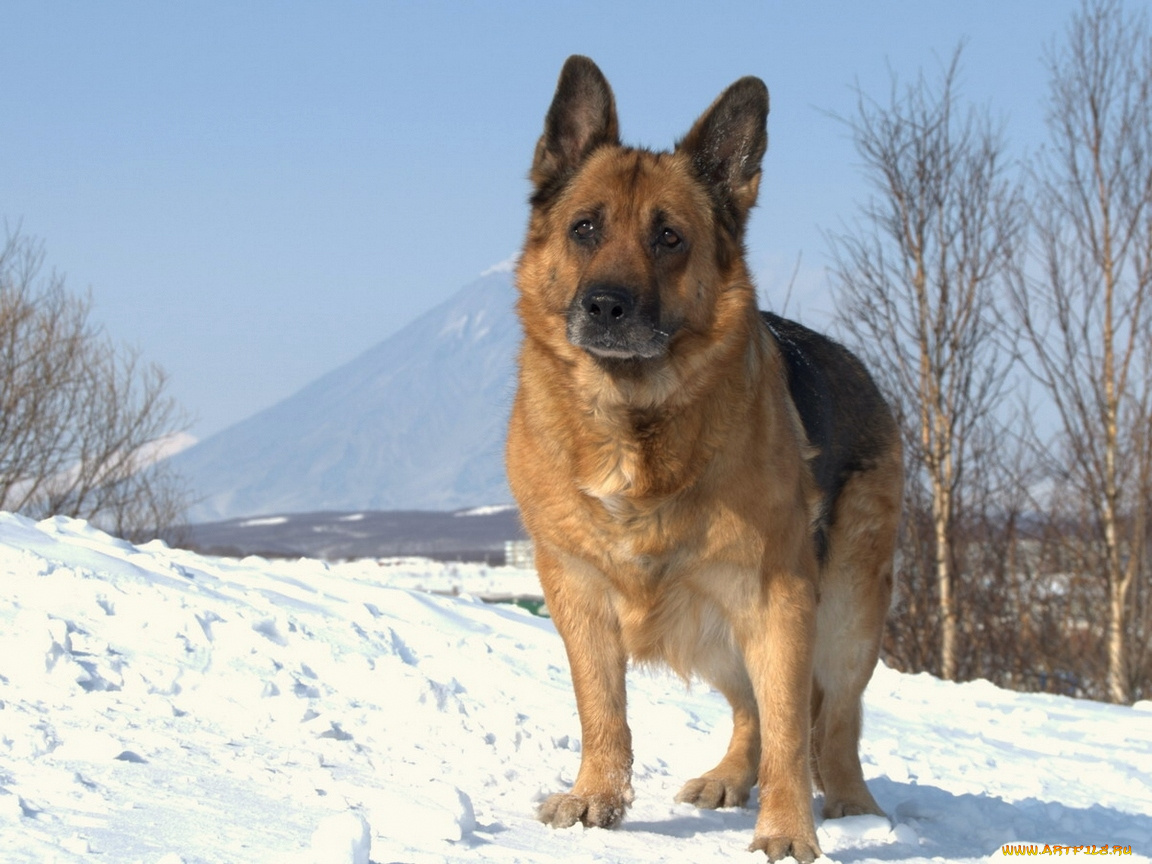 животные, собаки