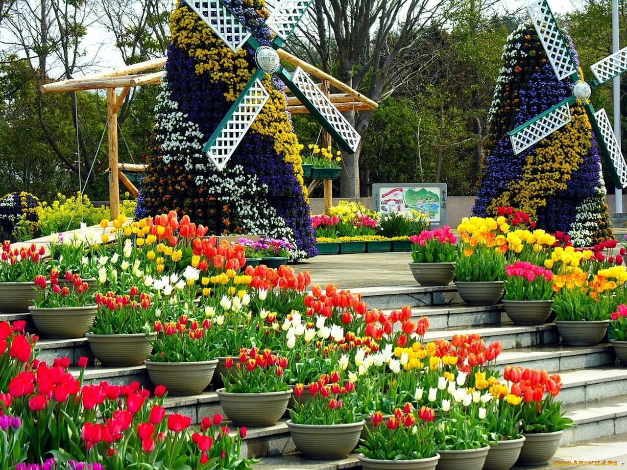 цветы, тюльпаны