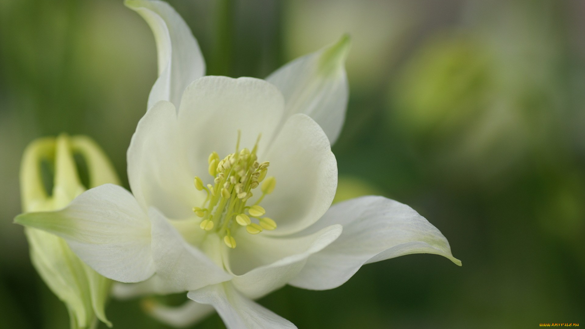 цветы, аквилегия, водосбор