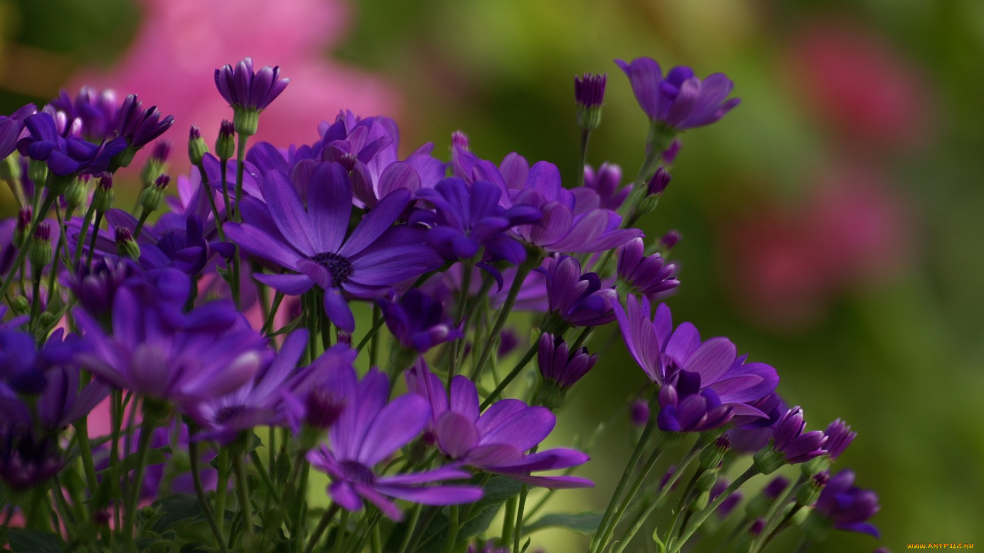 цветы, цинерария