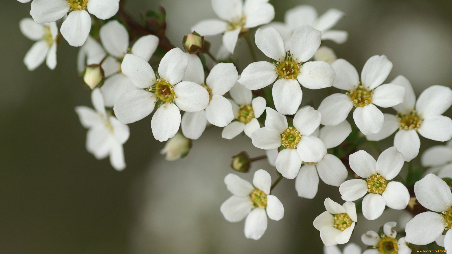 цветы, цветущие, деревья, кустарники