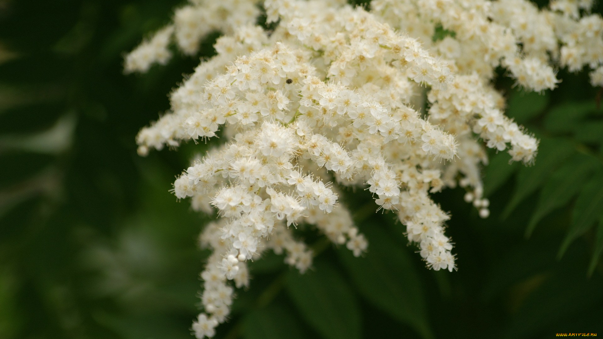 цветы, цветущие, деревья, кустарники