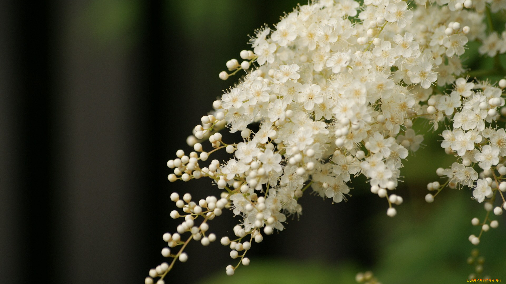 цветы, цветущие, деревья, кустарники