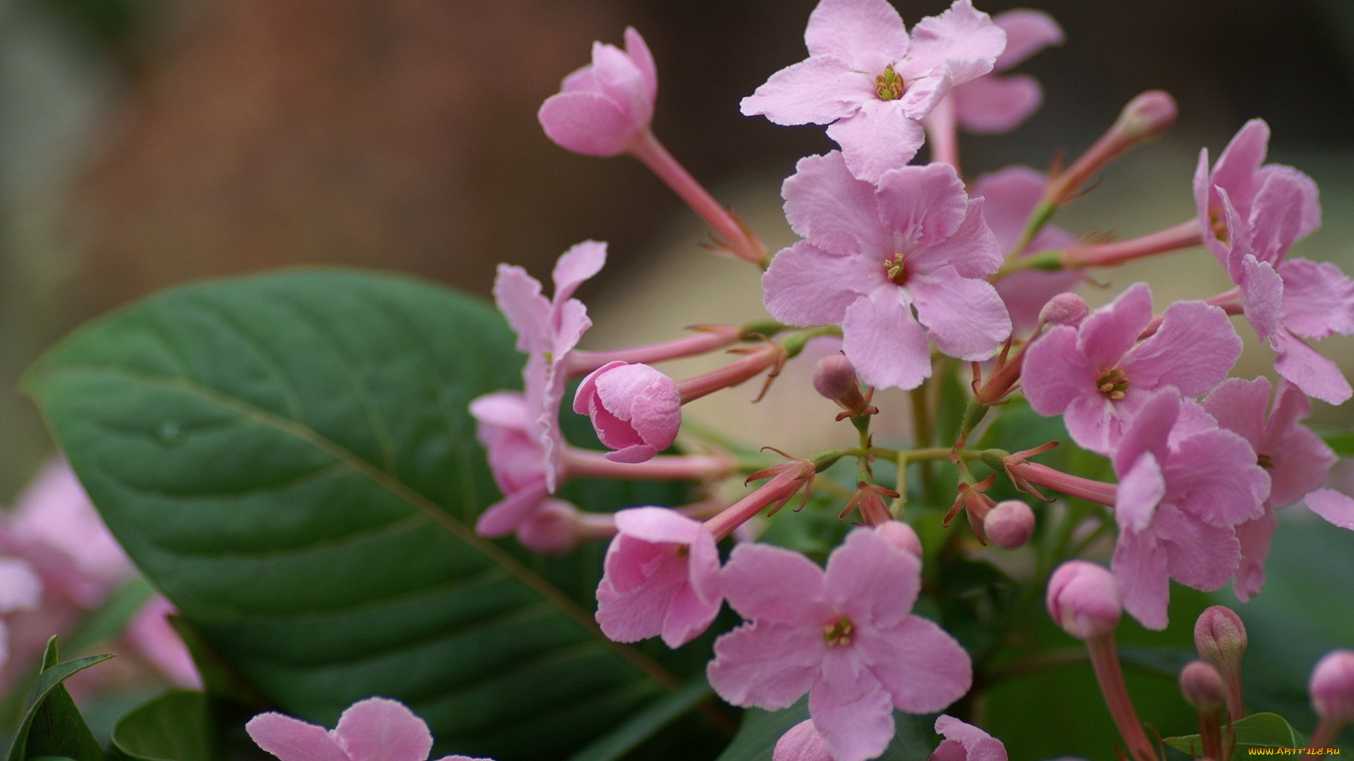 цветы, флоксы