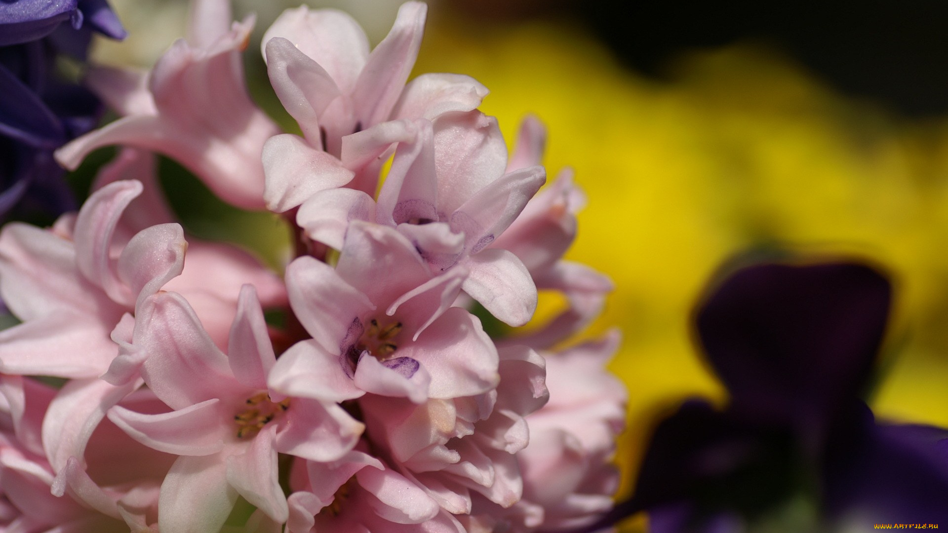 цветы, гиацинты