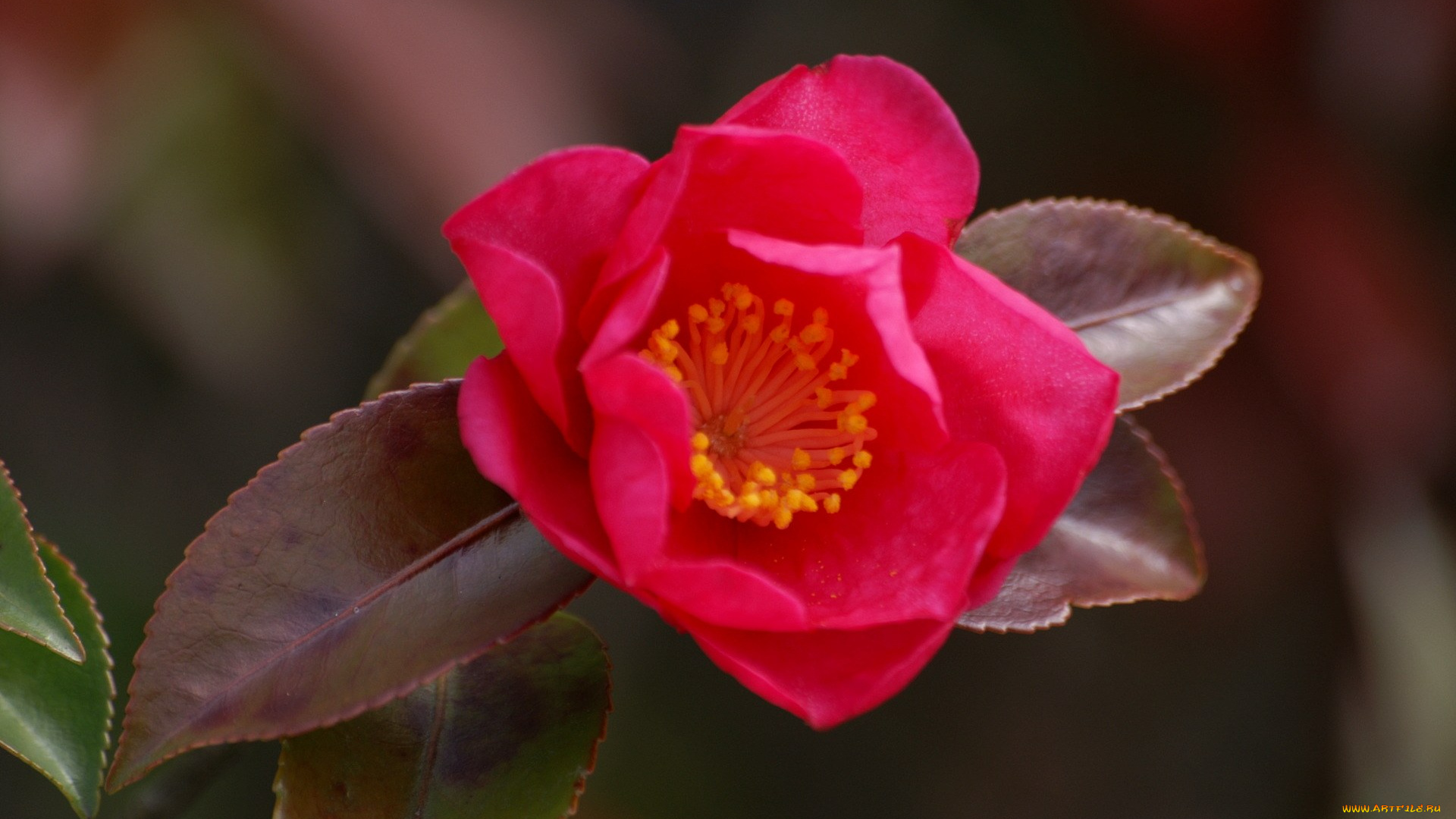 цветы, камелии