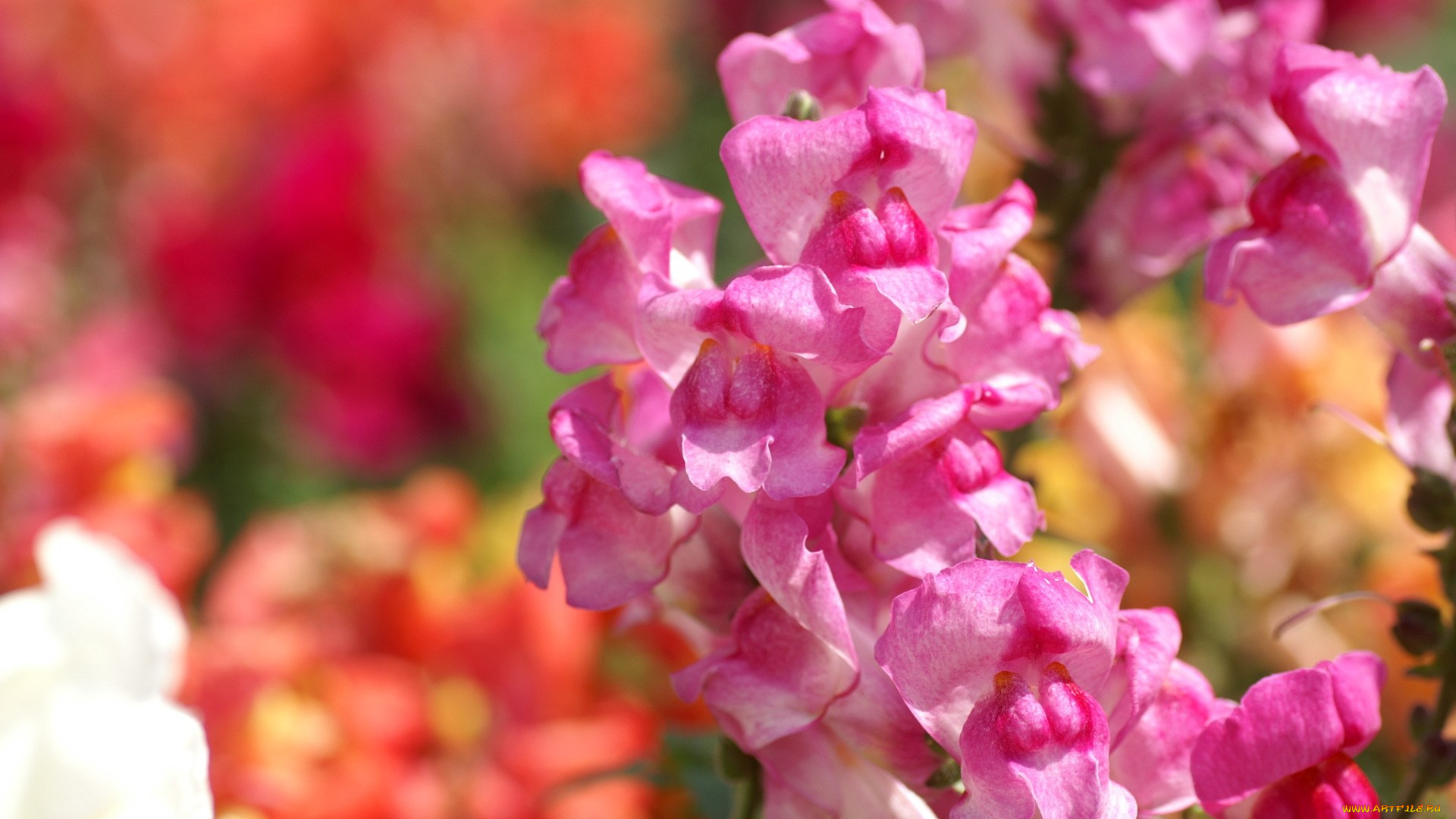 цветы, львиный, зев