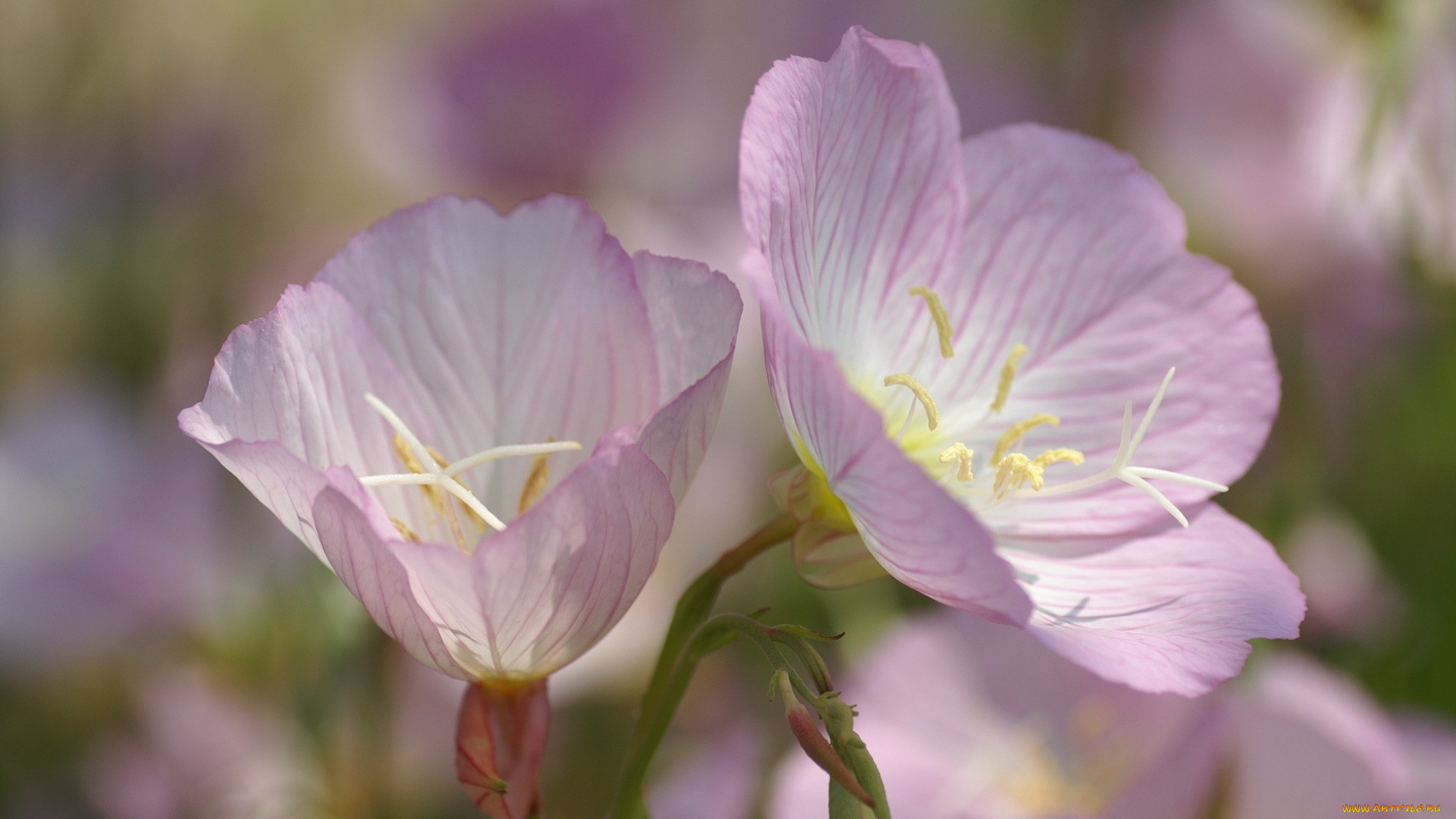 цветы, немофилы, вероники