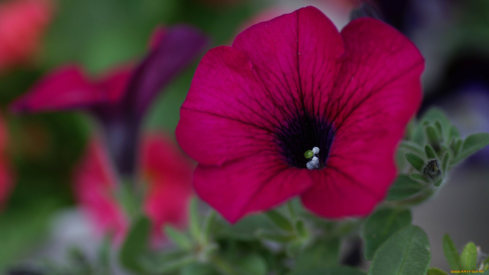 цветы, петунии, калибрахоа